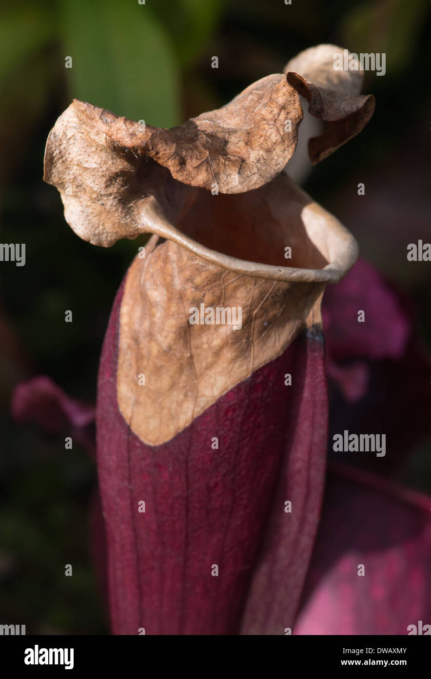 Decaying Pitcher Plant, dying from the top down. Royal Botanical