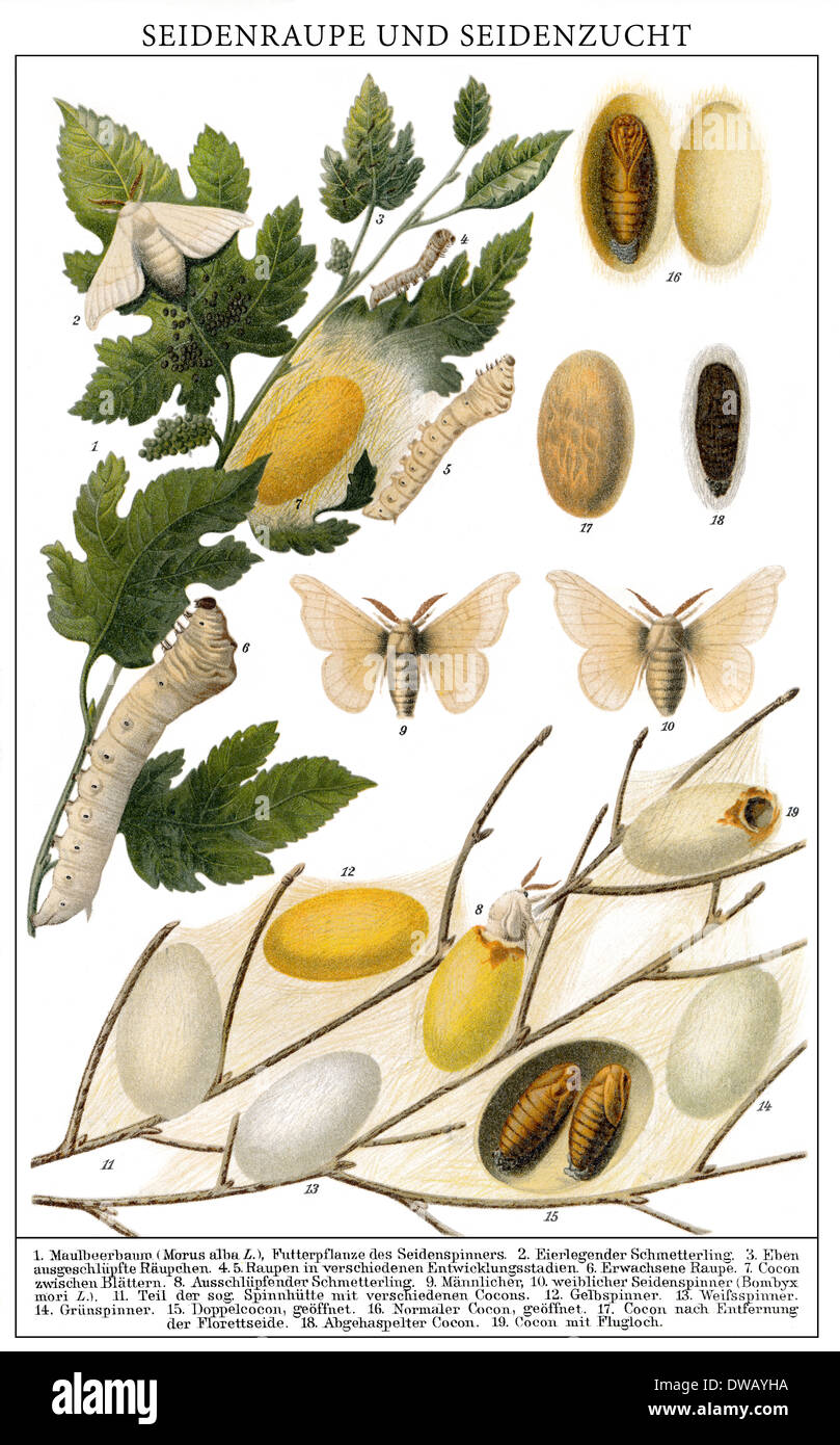 Historical illustration, 19th Century, Silkworms (Bombyx mori) and cocoons, silk cocoons, Stock Photo