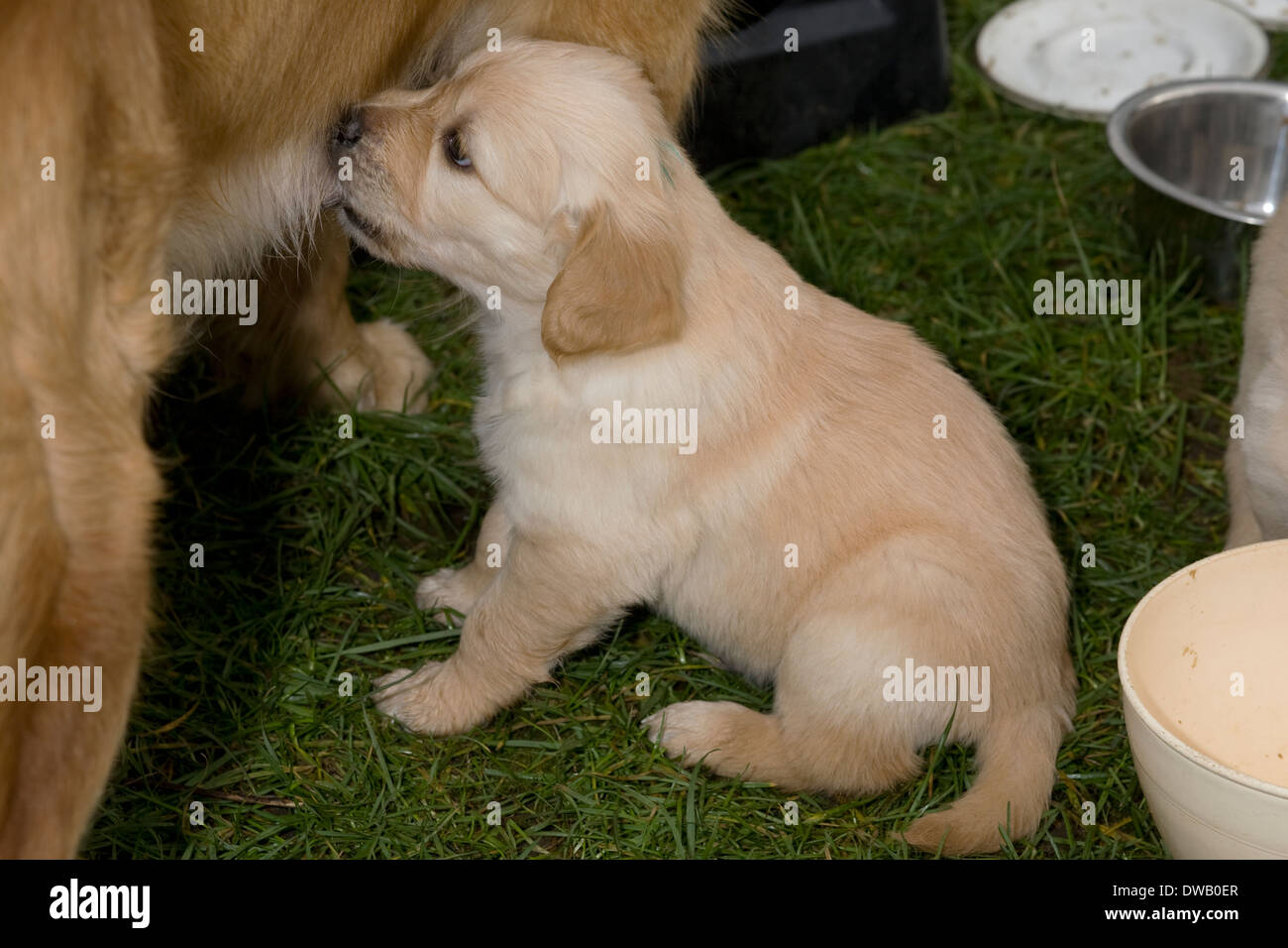 Dougie, Yorkbeach Golden Sea Boat, 6 week old male golden retriever puppy, enjoys milk dessert after solid lunch Stock Photo