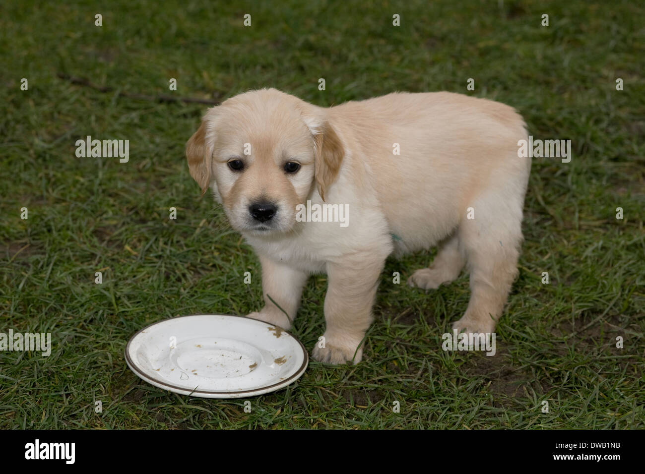 Mallory, Yorkbeach Golden Sea Lord, 6 week old male golden retriever puppy, stands after he has polished off his lunch Stock Photo