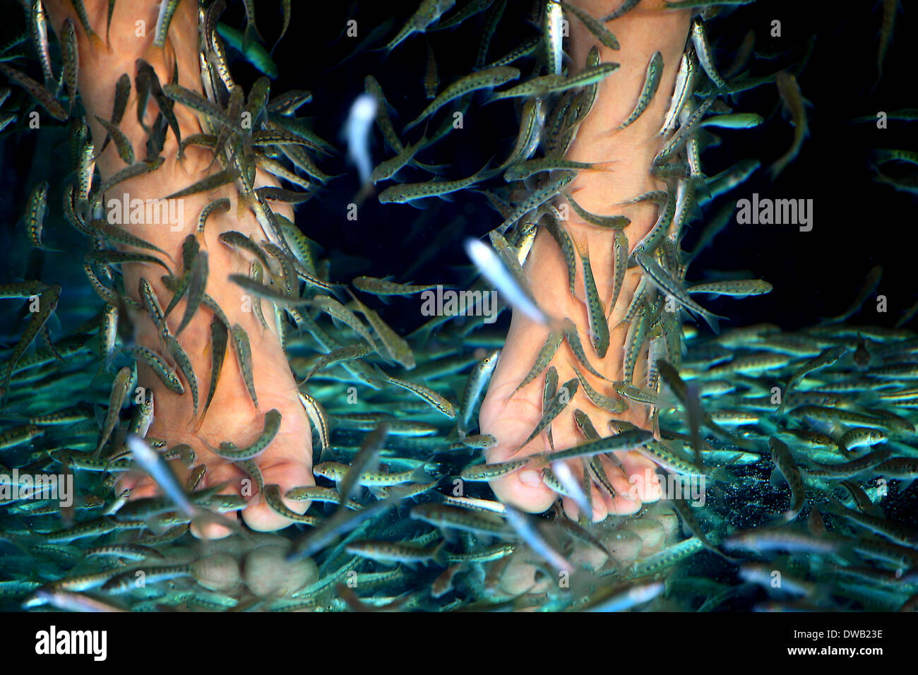 Thailand Fish cleaning feet Stock Photo Alamy