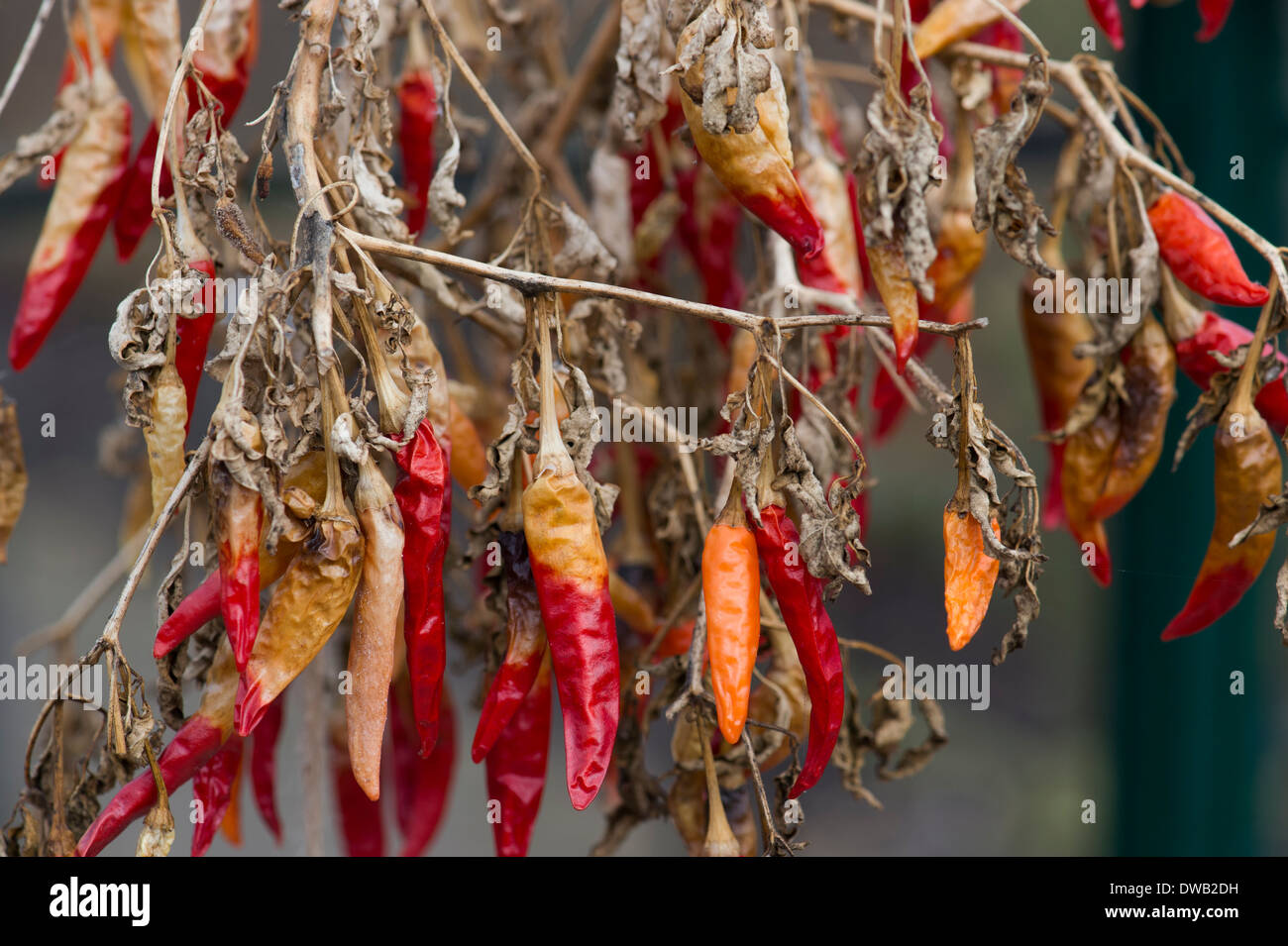 Hanging Red Chilli fruits on plants drying out in a greenhouse. UK Stock Photo