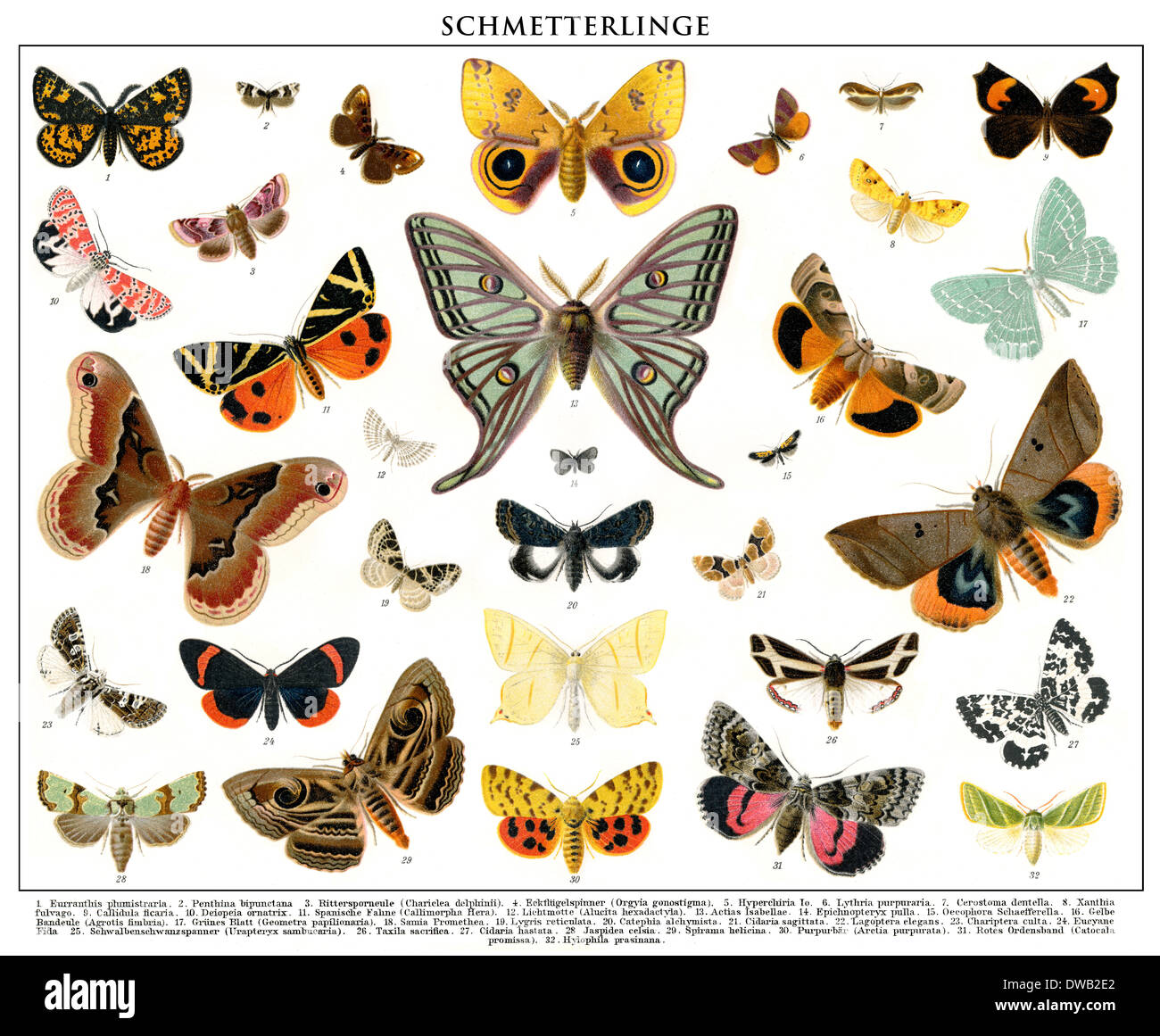 Historical illustration, 19th Century, Butterflies (Pieridae), Stock Photo