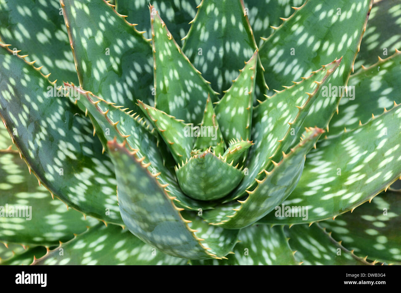 Wild Aloe Vera Stock Photos Wild Aloe Vera Stock Images Alamy