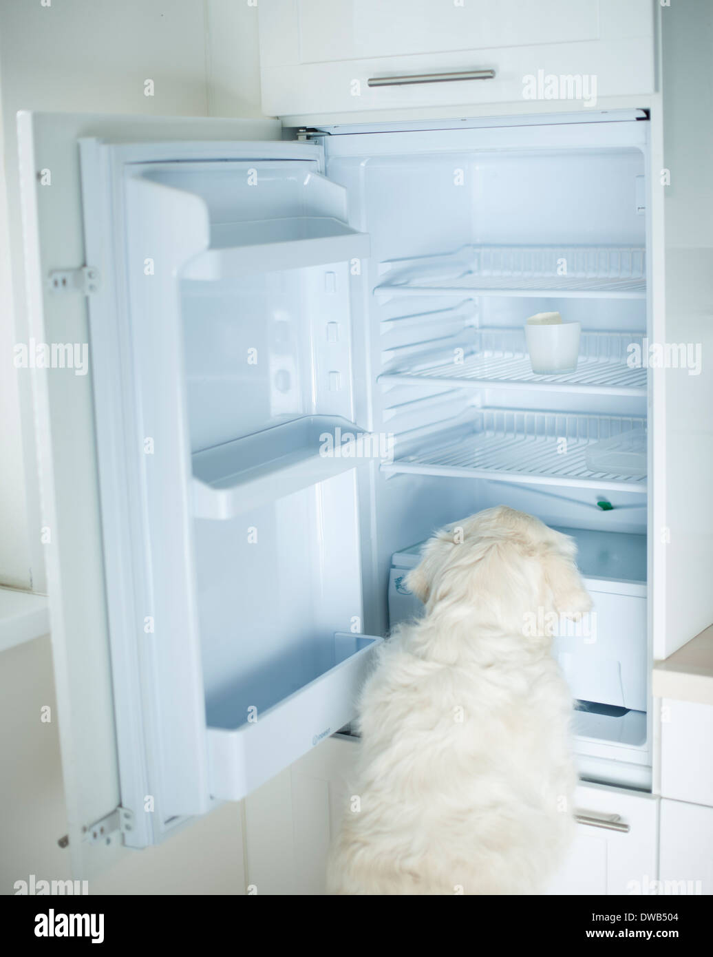 Dog searching food in empty refrigerator Stock Photo