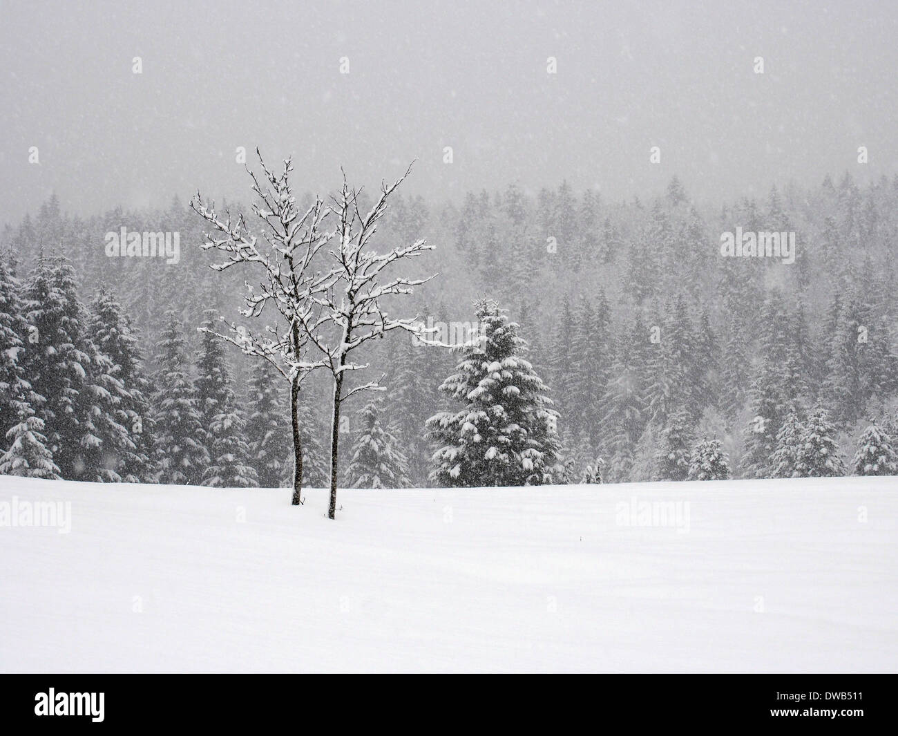 Tree during snowfall hi-res stock photography and images - Alamy