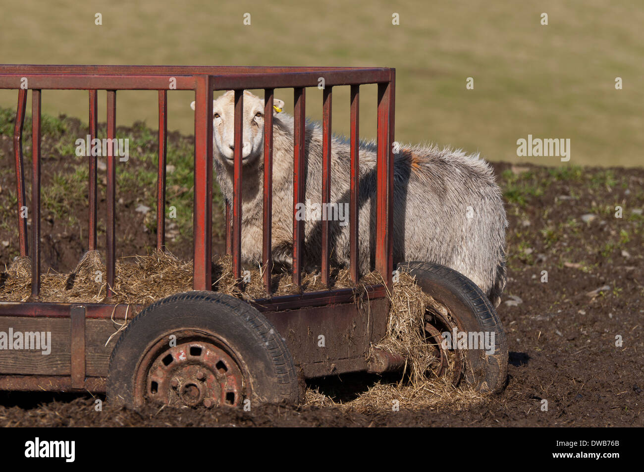 Feeding sheep hires stock photography and images Alamy