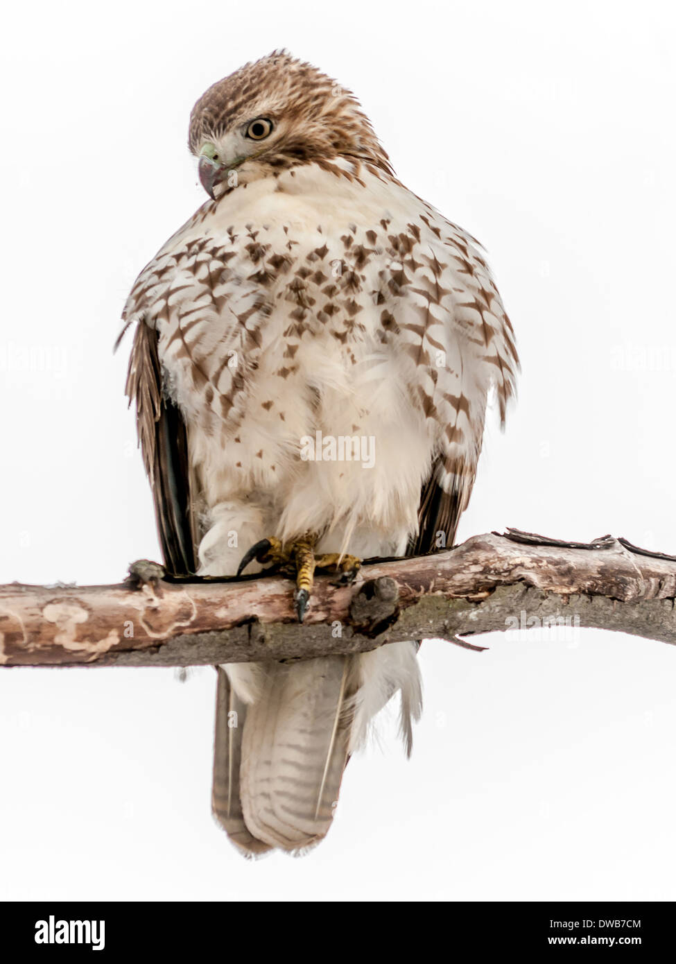 Red-tailed Hawk perhed on tree branch. Stock Photo