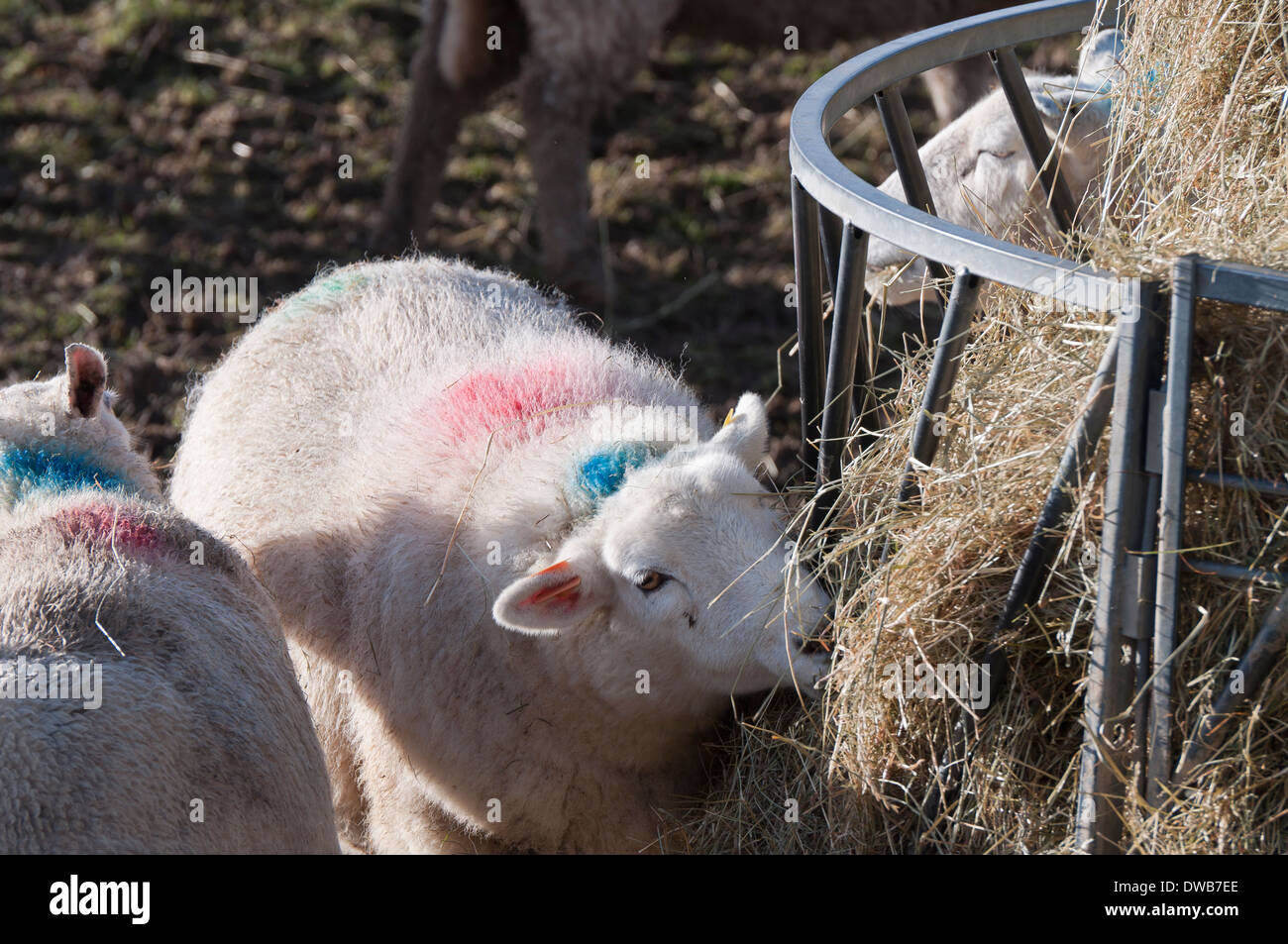 Sheep feeding hires stock photography and images Alamy