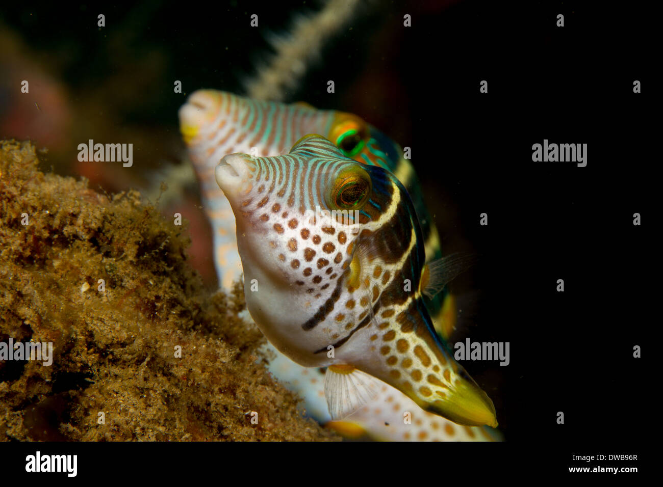 Pair of Whitebelly Toby. Stock Photo