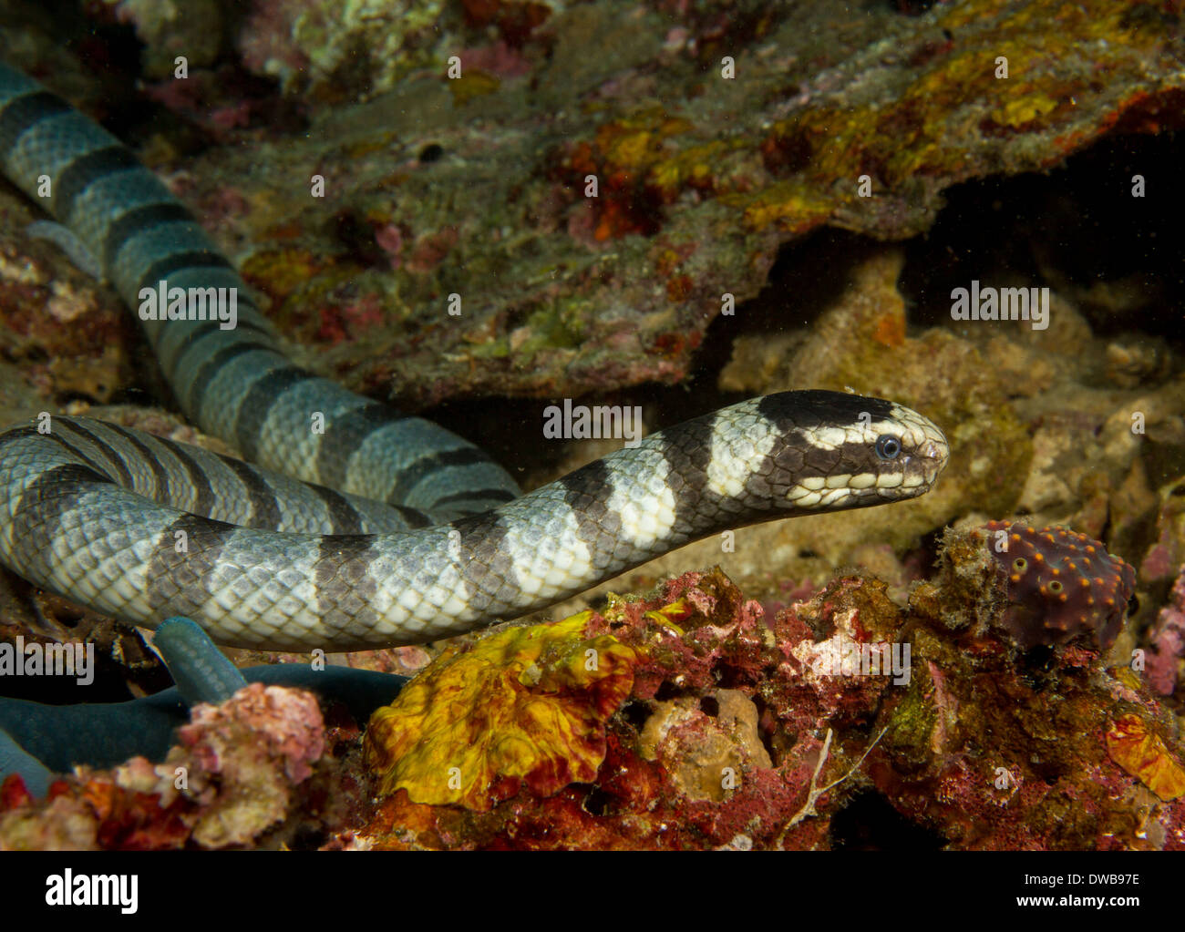 Staring Sea snake. Stock Photo
