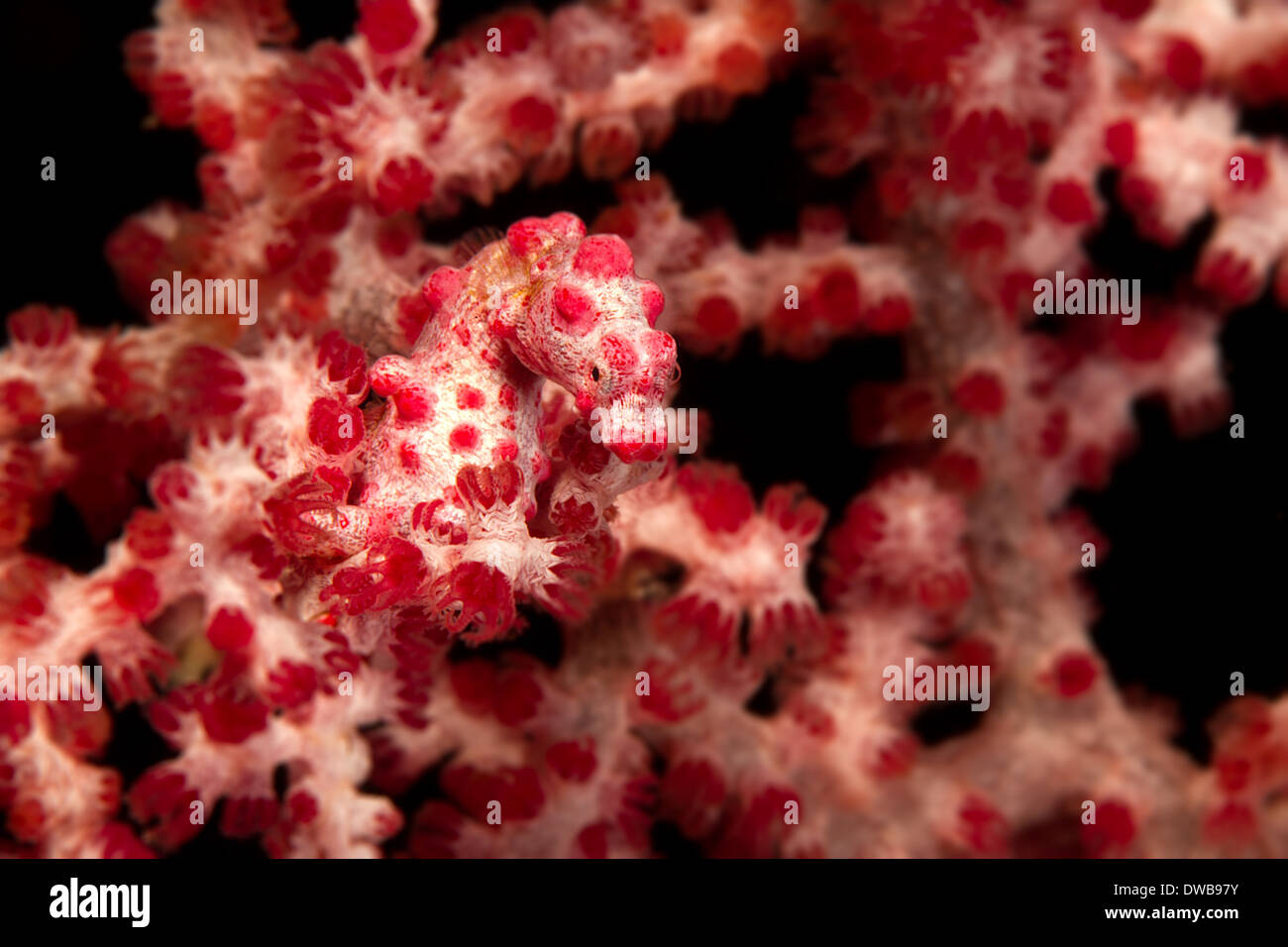 Pygmy sea horse on soft coral. Stock Photo