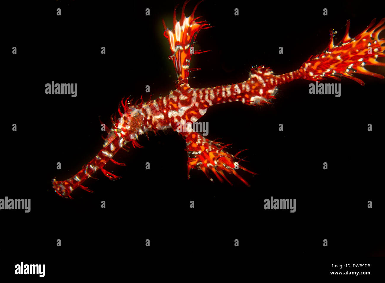 Ornate ghost pipefish midwater. Stock Photo