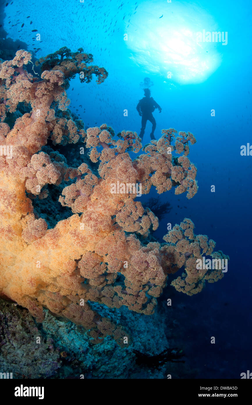 Soft coral and diver silhouette. Stock Photo