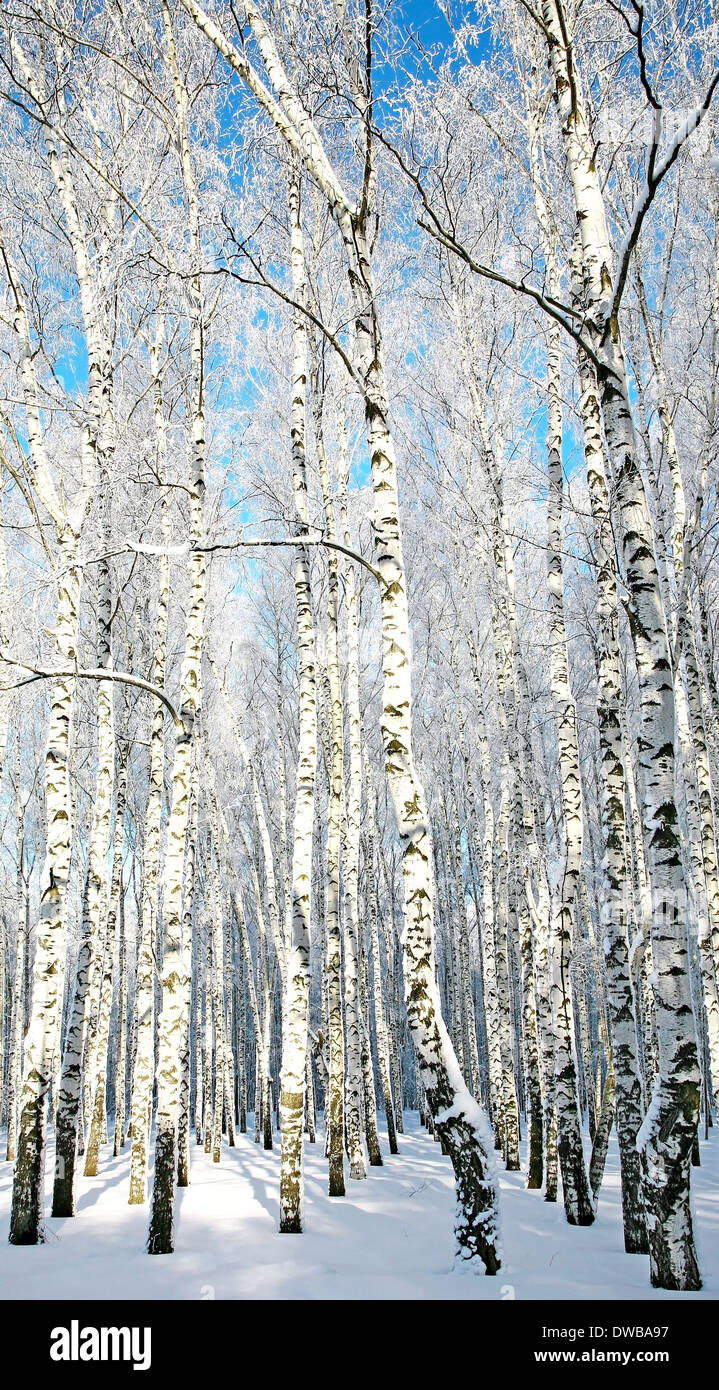 Winter sunny birch forest hi-res stock photography and images - Alamy