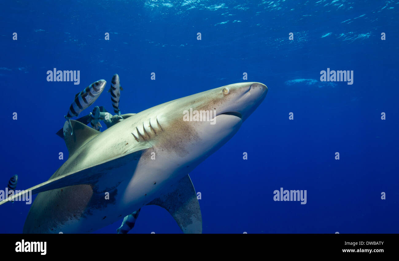 Oceanic whitetip shark. Stock Photo
