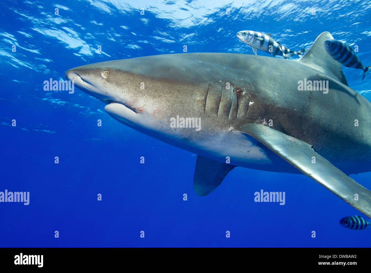 Oceanic whitetip shark. Stock Photo