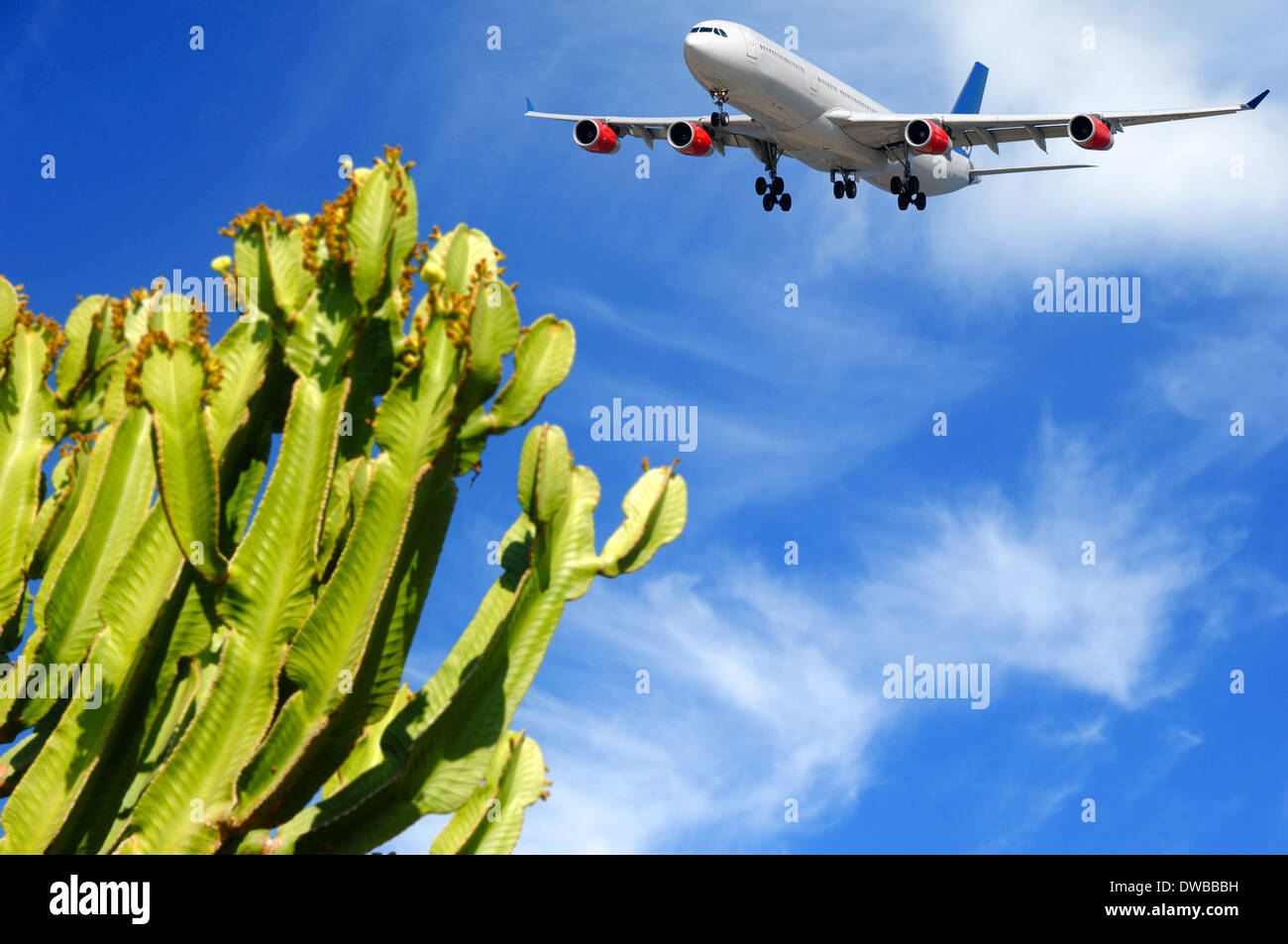 Plane is about to land at a tropical destination. The plant is in blur