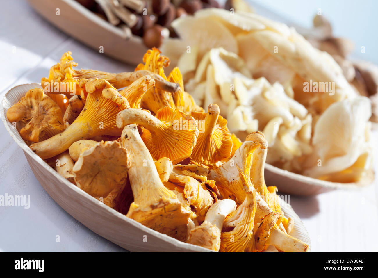 Fresh mushrooms Chanterelles (Cantharellus cibarius) Agrocybe aegerita Golden Oyster Mushrooms (Pleurotus citrinopileatus) and Stock Photo