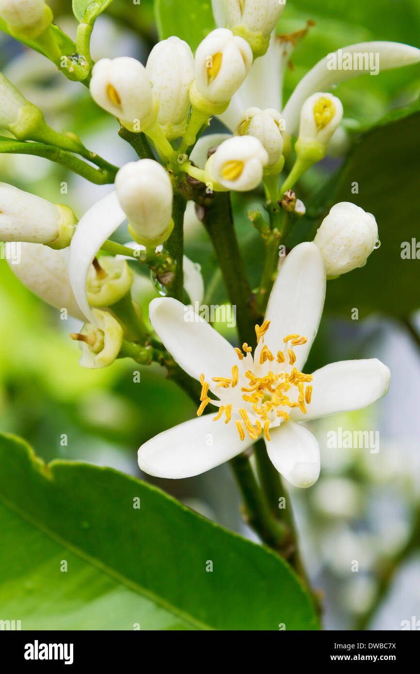 Germany, Rhineland-Palatinate, lemon tree (Citrus Ã— limon), flowers, close-up Stock Photo