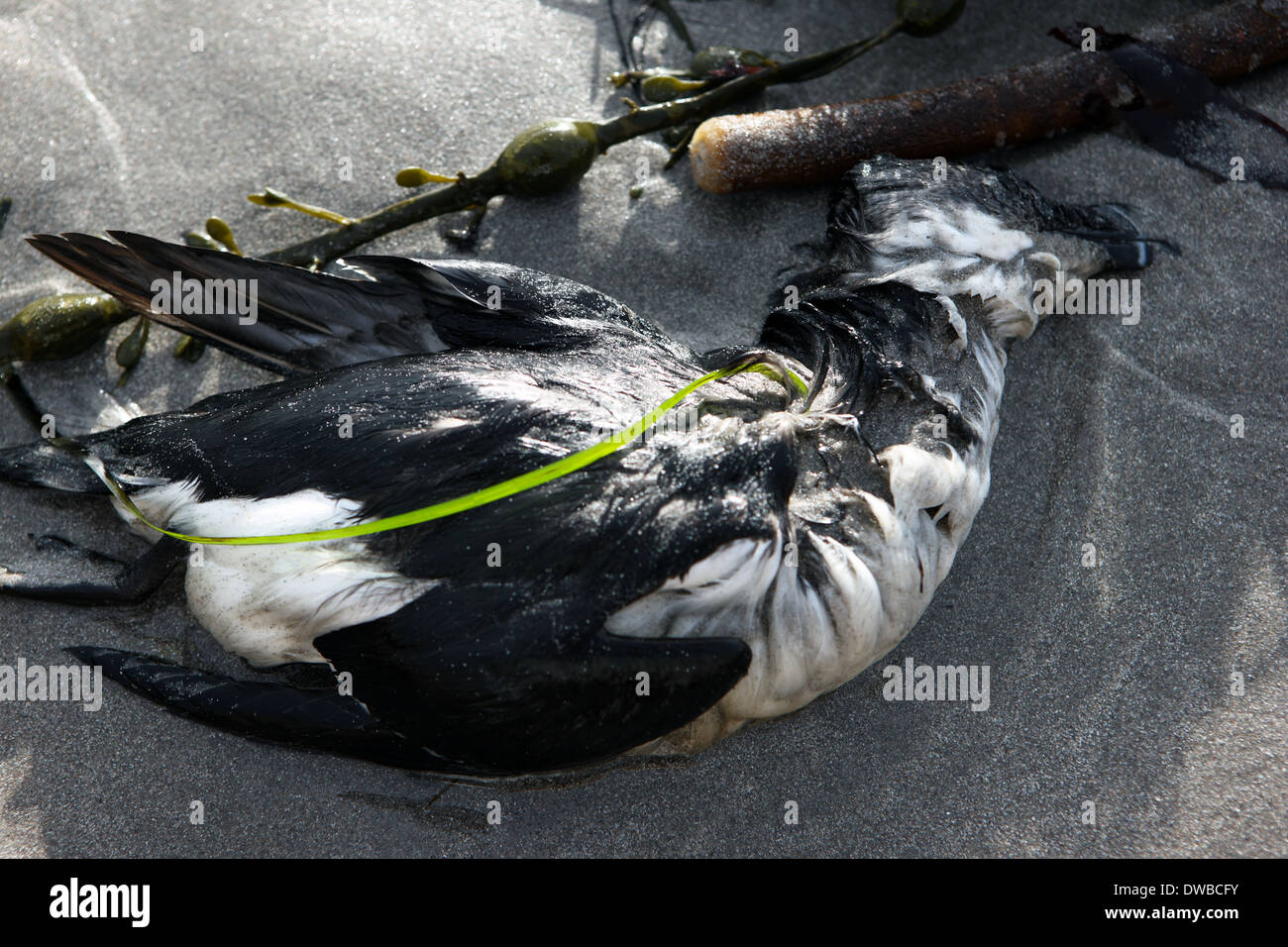 Dead Razorbill washed up on beach in the Isle of Mull in the Inner Hebrides of Scotland Stock Photo
