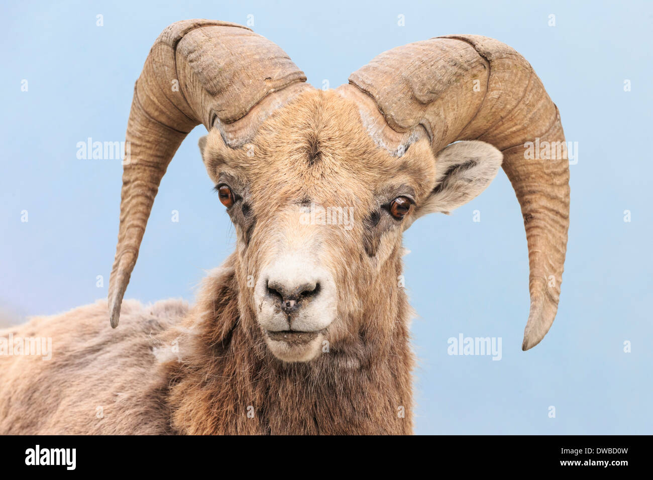 Bighorn mountain sheep front view hi-res stock photography and images ...