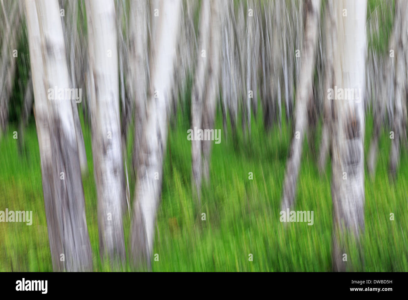 Canada, Alberta, Rocky Mountains, Banff National Park, trunks of birch forest Stock Photo