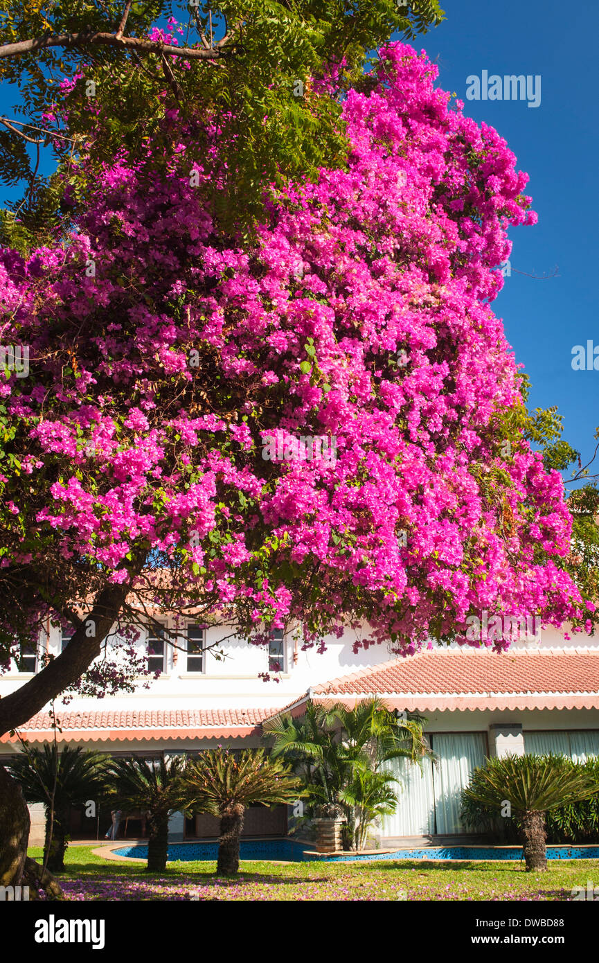 Indian bougainvillea flower hi-res stock photography and images - Alamy