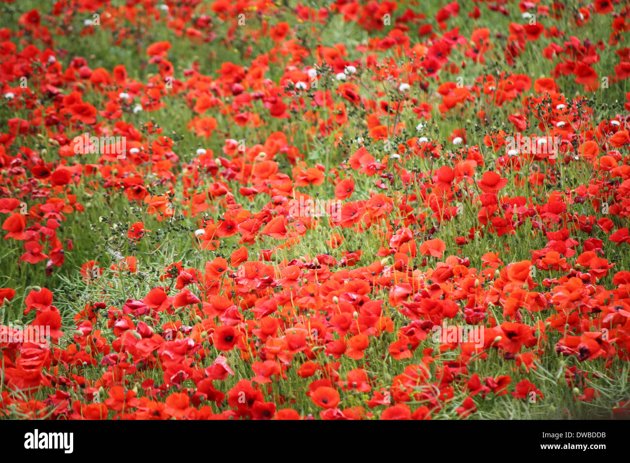 Field of Poppies Stock Photo Alamy