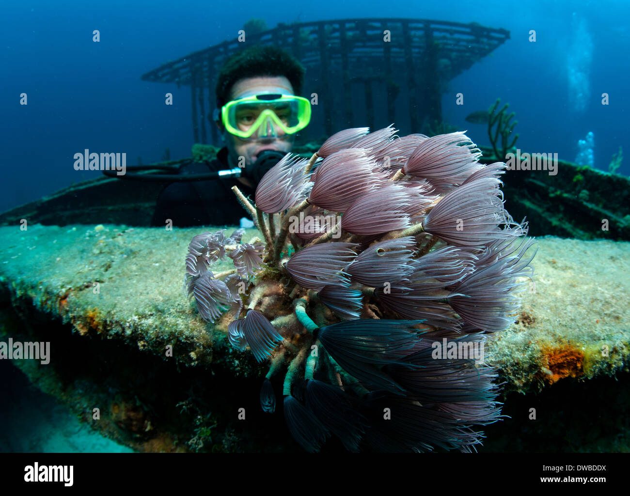 Diver views marine life on wreck. Stock Photo