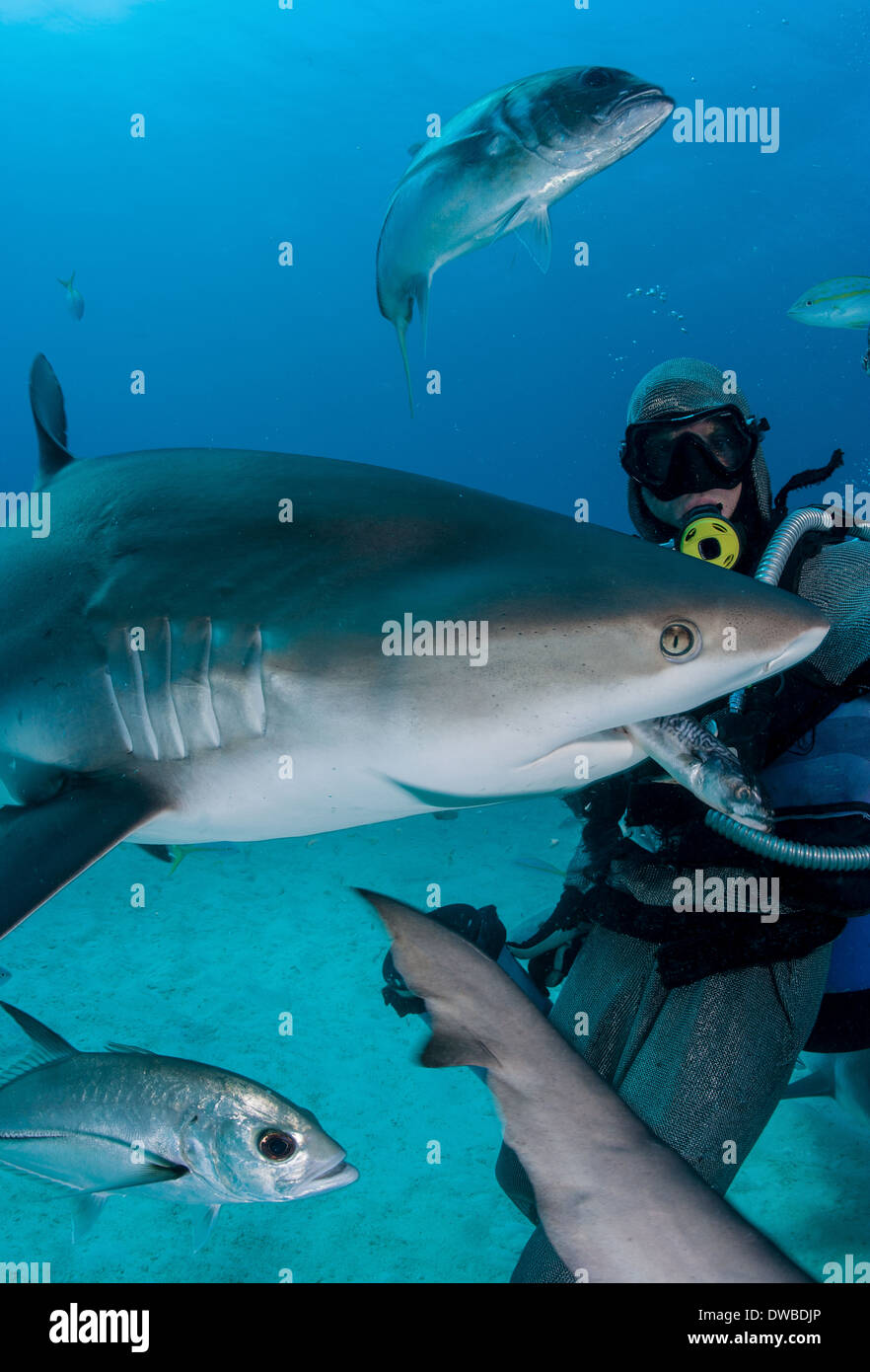Shark feeder feeds shark Stock Photo Alamy