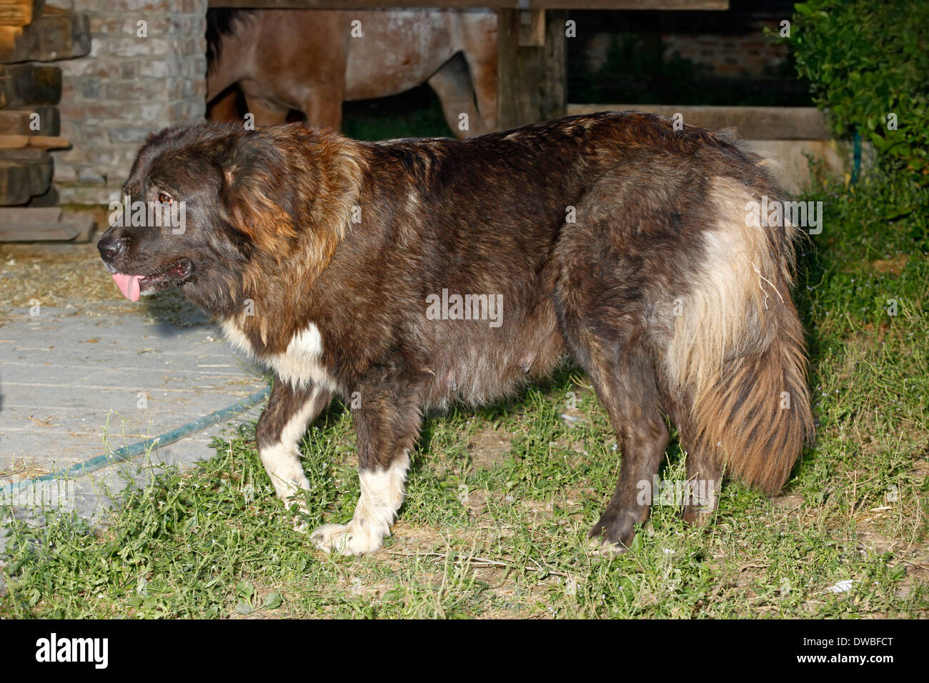 Caucasian Shepherd Dog female Stock Photo