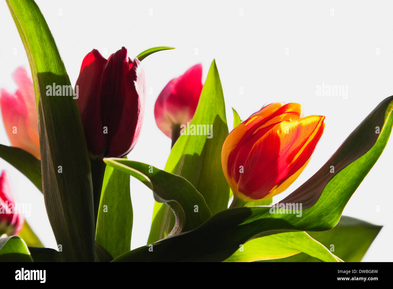 Tulipa liliaceae hi-res stock photography and images - Alamy