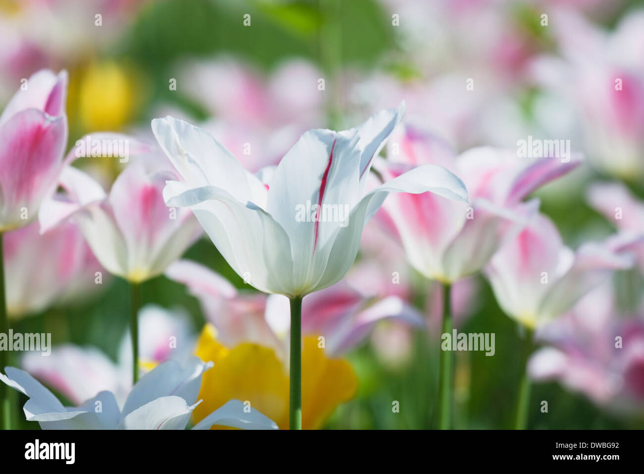 Tulipa liliaceae hi-res stock photography and images - Alamy