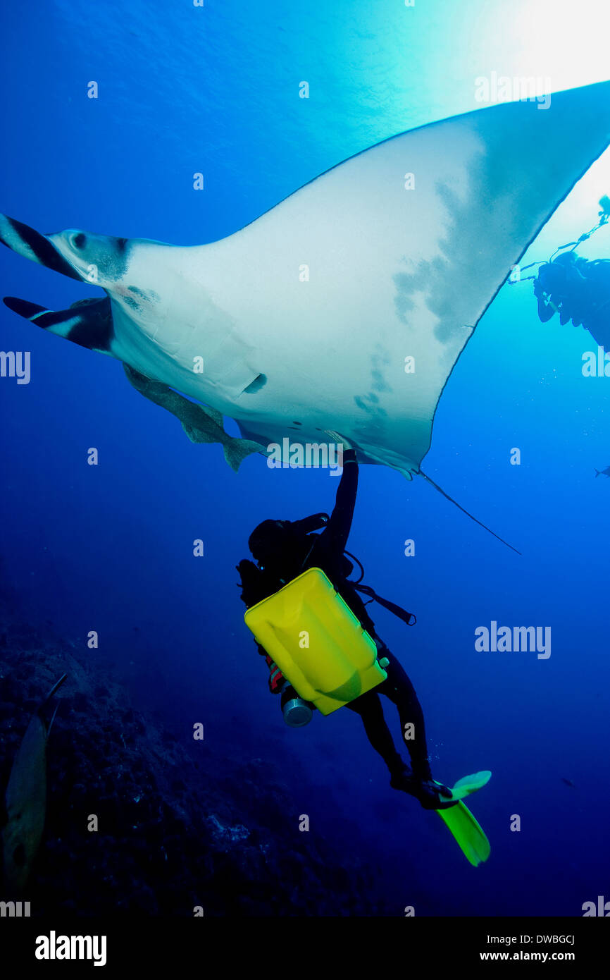 Diver with manta ray. Stock Photo
