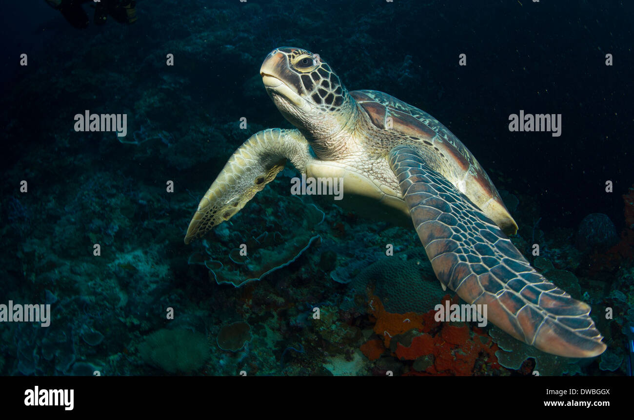 Turtle on coral reef. Stock Photo
