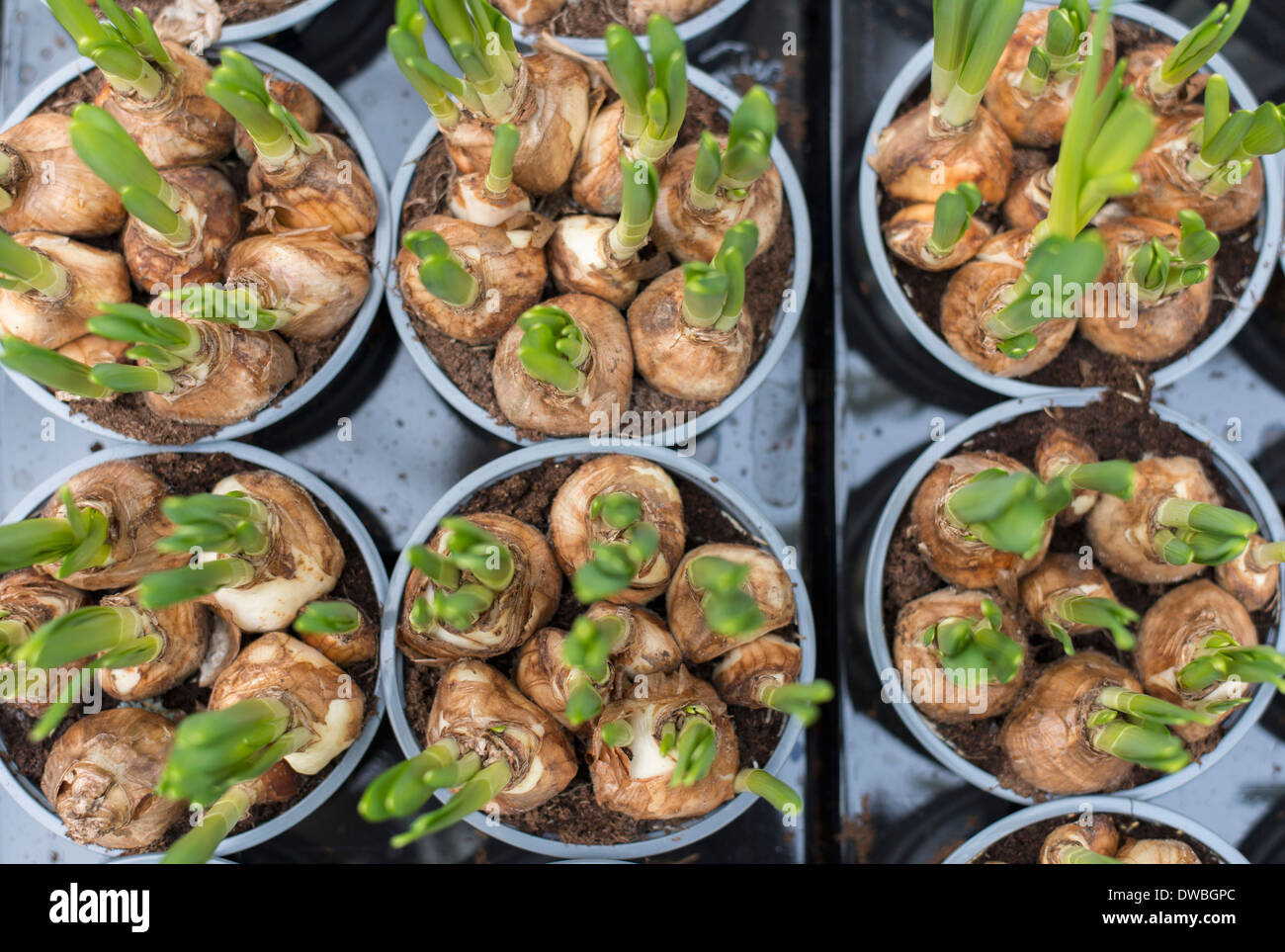 Flowerpots with corms of hyacinths Stock Photo