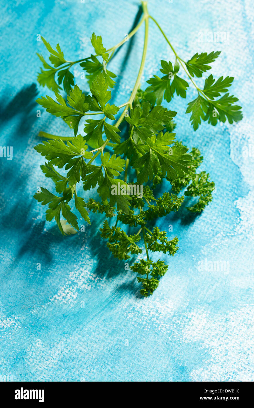 Parsley (Petroselinum crispum) on paper with light blue water colour Stock Photo