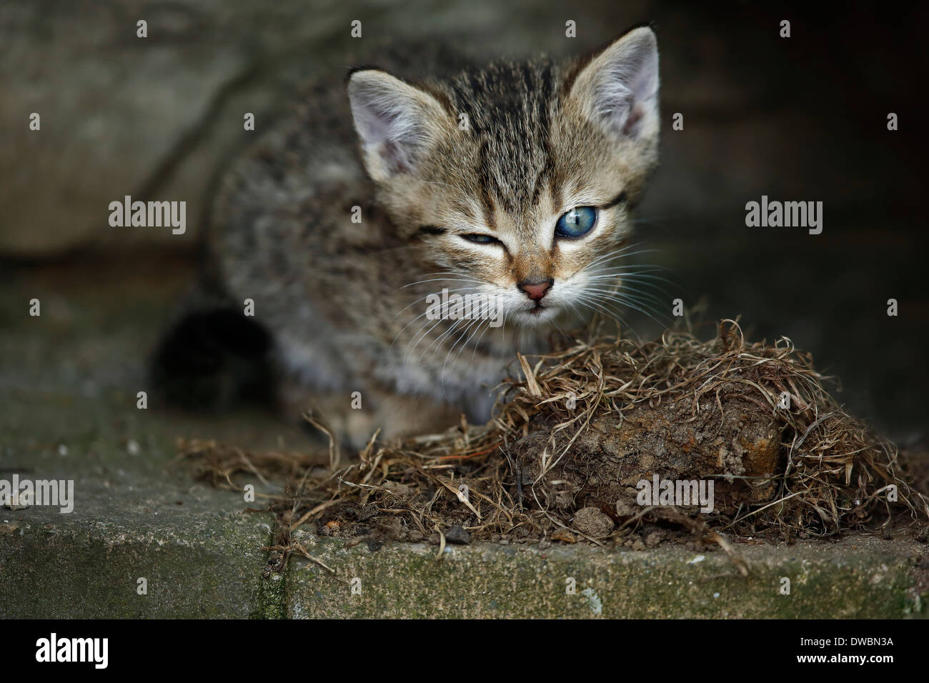 Tabby kitten (felis silvestris catus) with one eye open and one closed Stock Photo