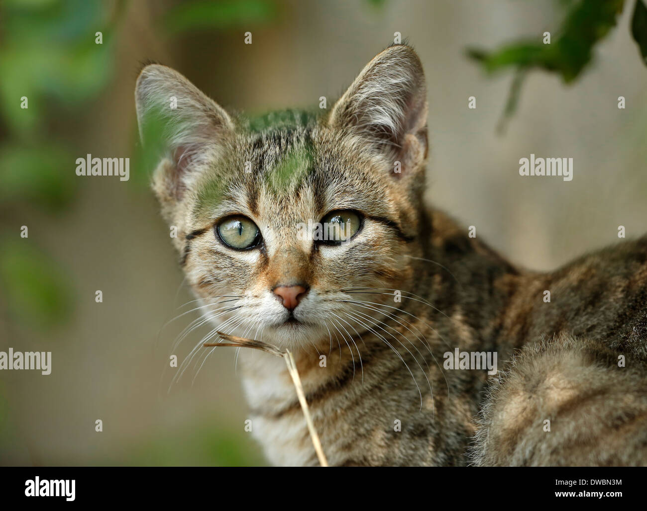 Portrait of young tabby cat Stock Photo - Alamy