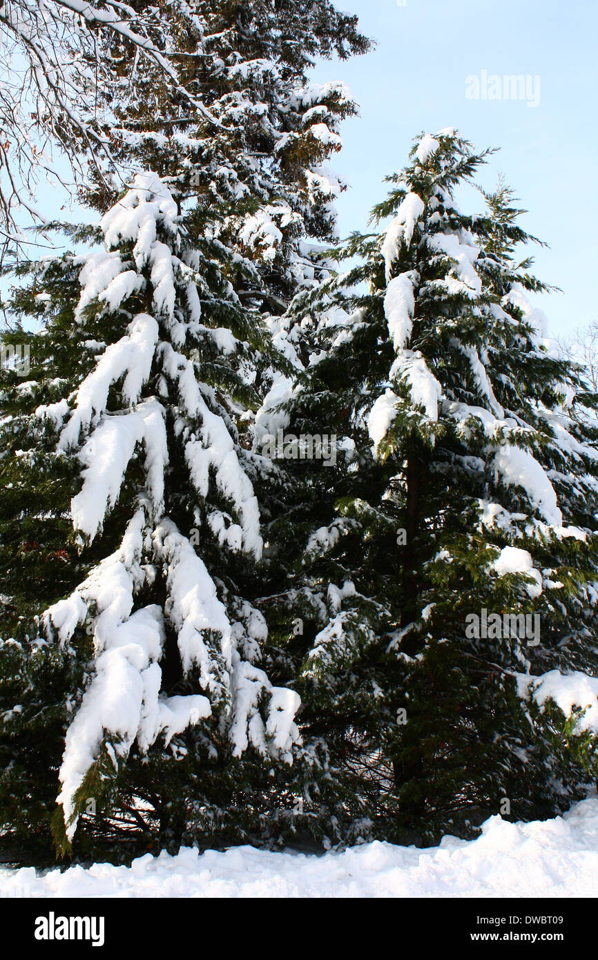 Snow Laden Pines Stock Photo