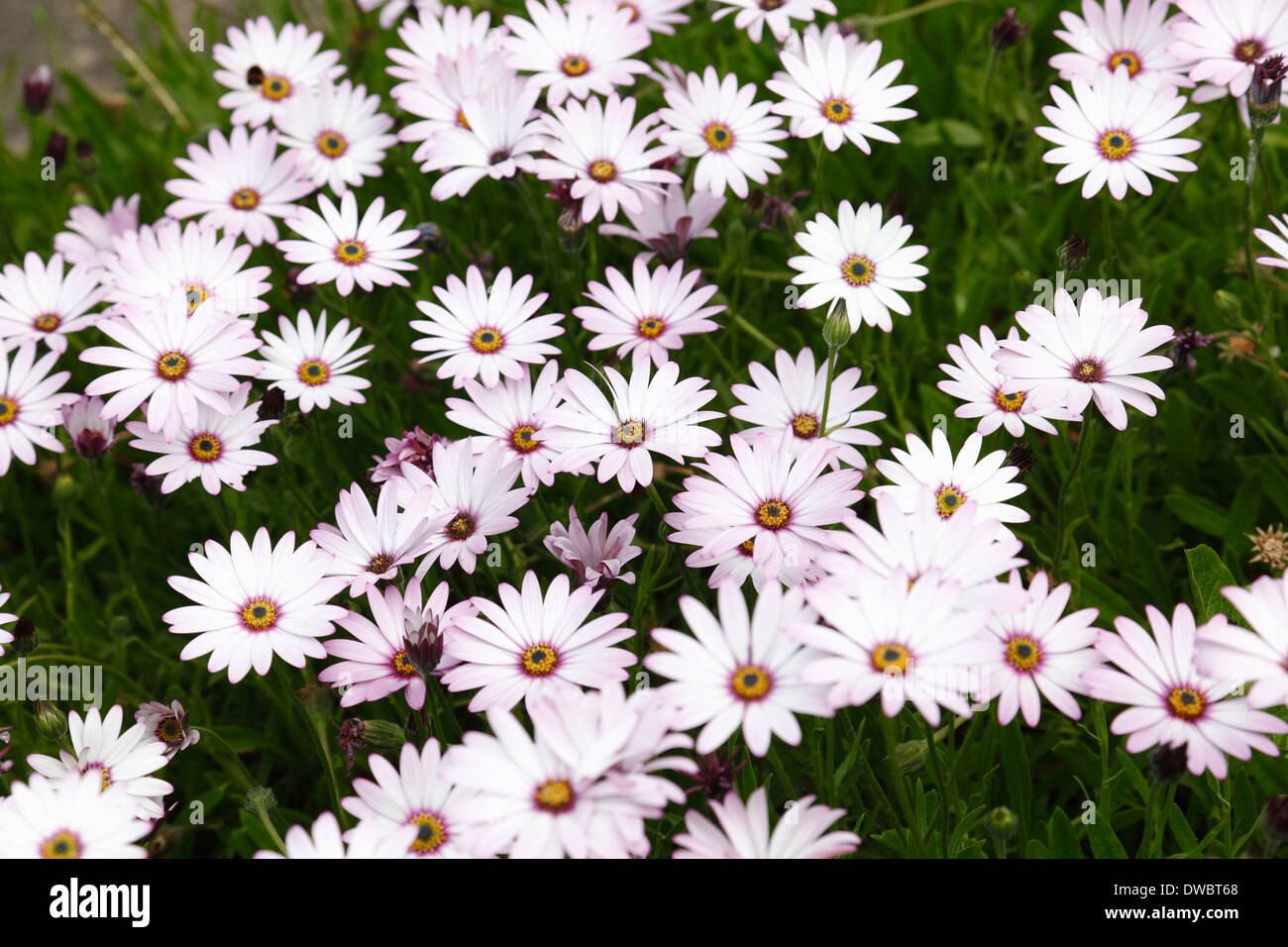 Livingstone daisies growing in summer, Scotland, UK Stock Photo Alamy