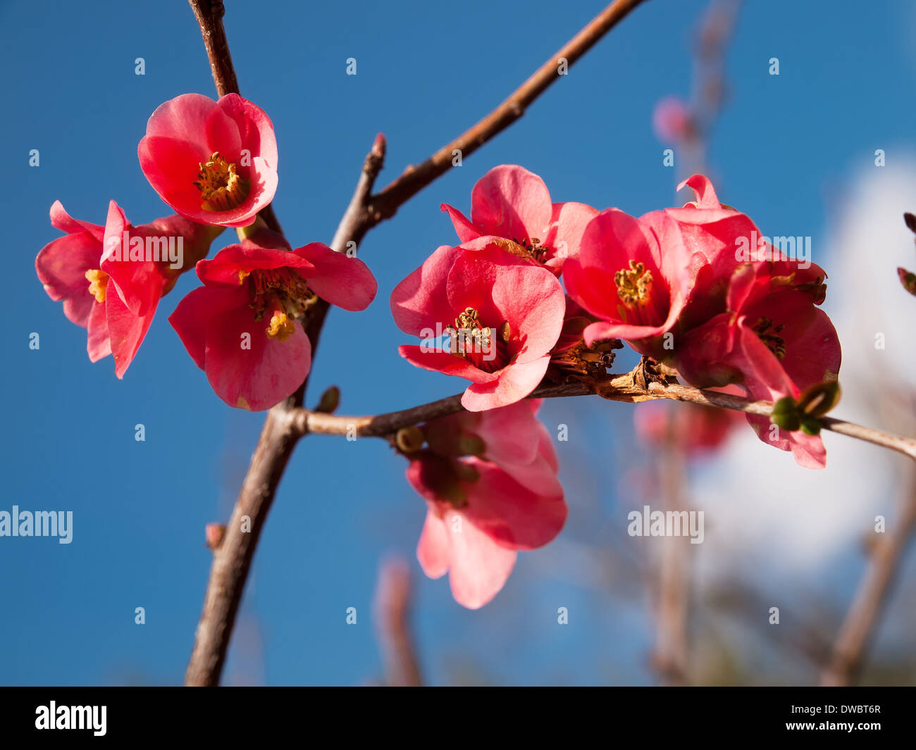Japanese quince flowering in early springtime Stock Photo