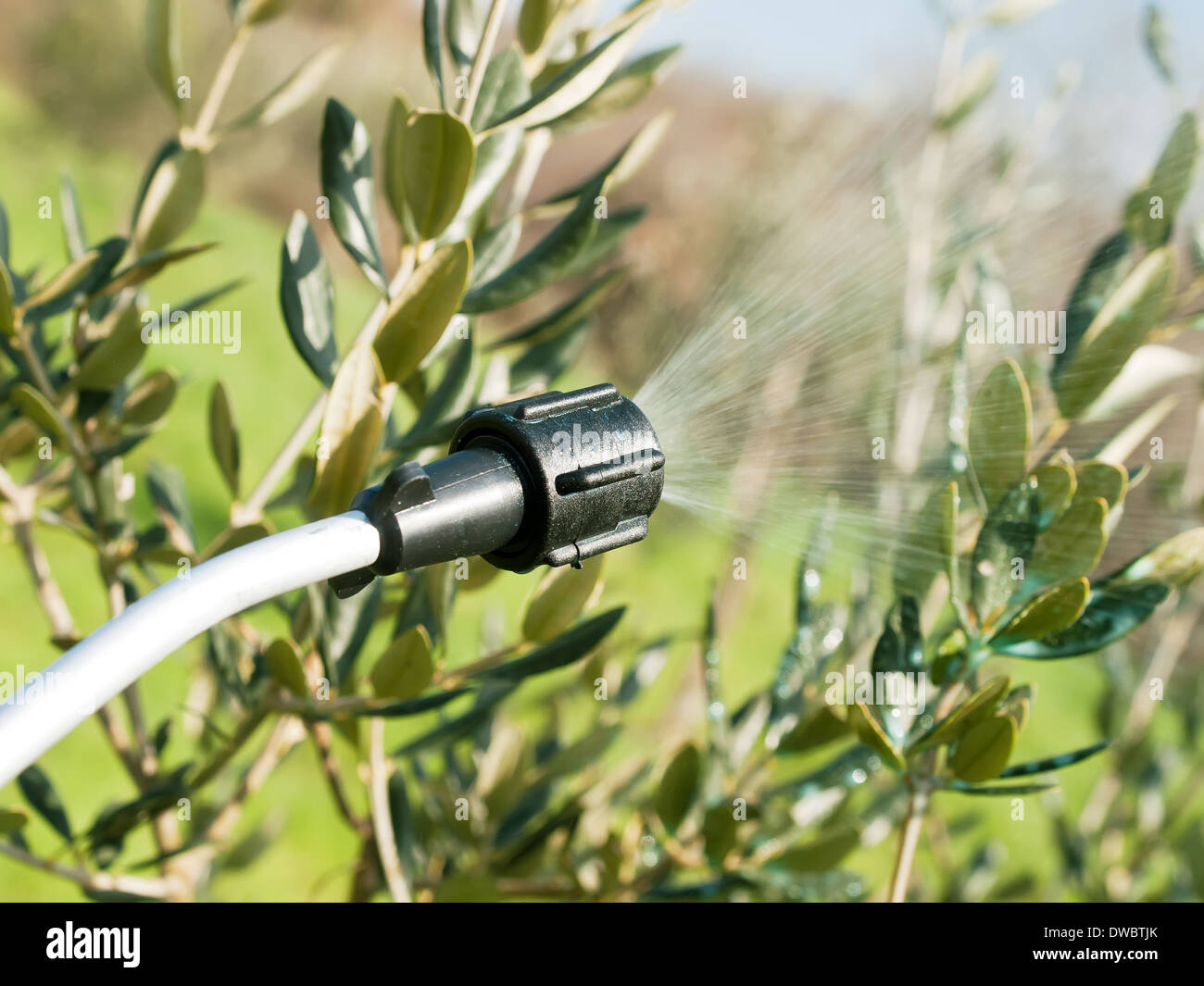 spraying olive trees in winter time Stock Photo