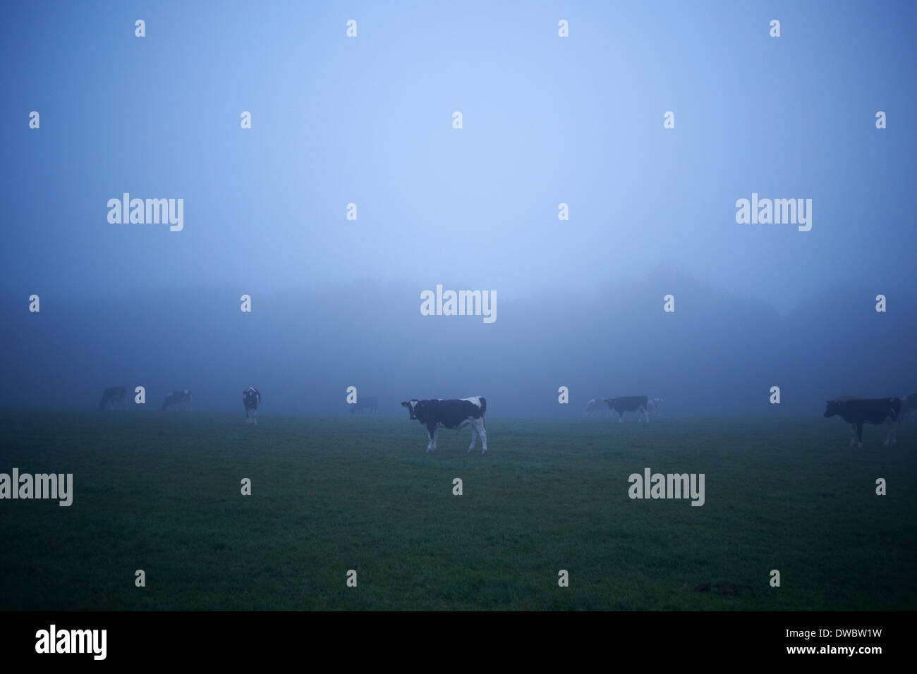 Misty field with grazing cows Stock Photo - Alamy