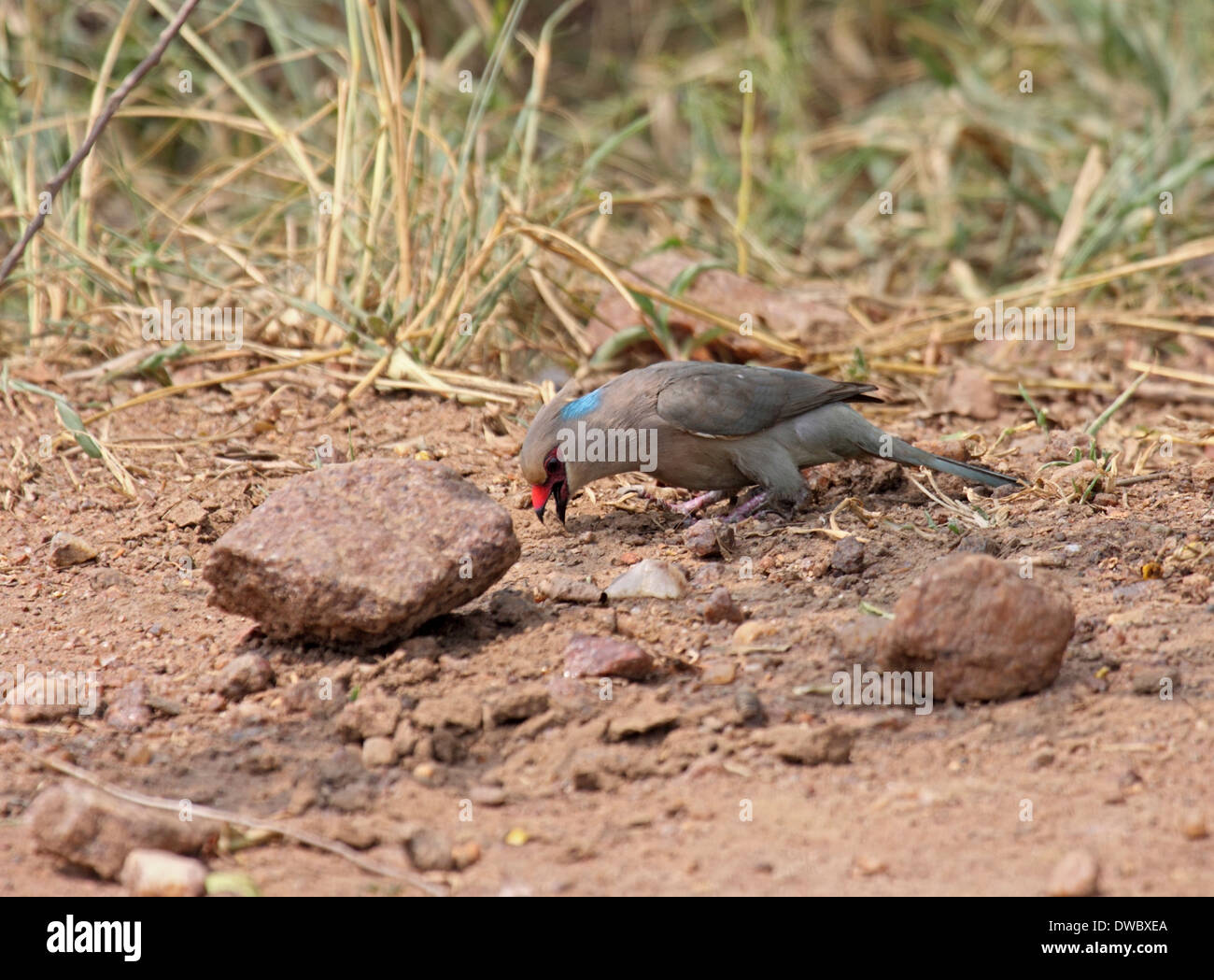 Blue-naped mousebird feeding on fallen seeds in Uganda Stock Photo