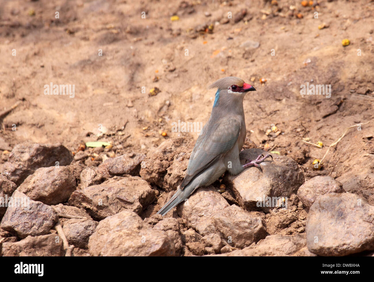 Blue-naped mousebird in Uganda Stock Photo