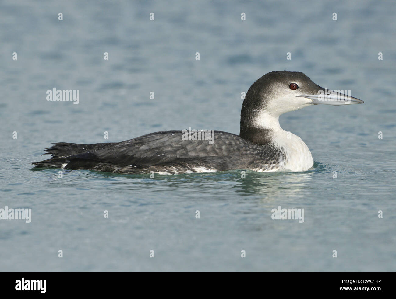 Great Northern Diver Gavia immer Stock Photo