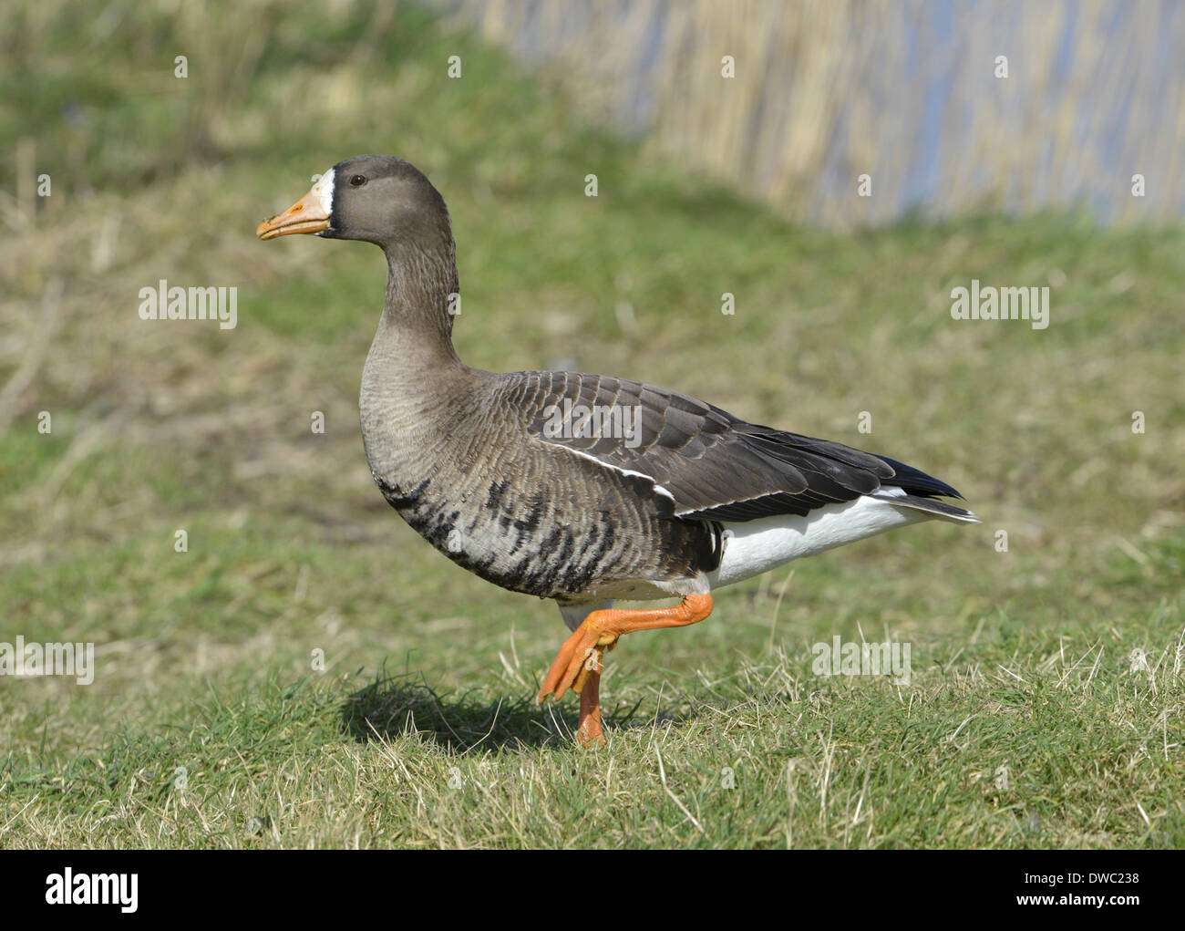 Greenland White-fronted Goose - Anser albifrons flavirostris Stock Photo