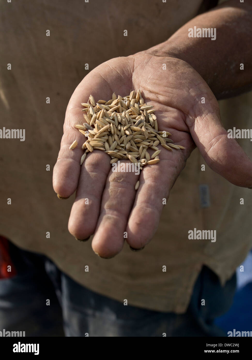 Dwc Rice Farmer showing grains of rice in the highlands in Bali, Indonesia Stock ...